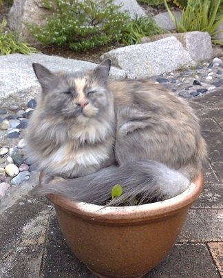 Furball-Pot